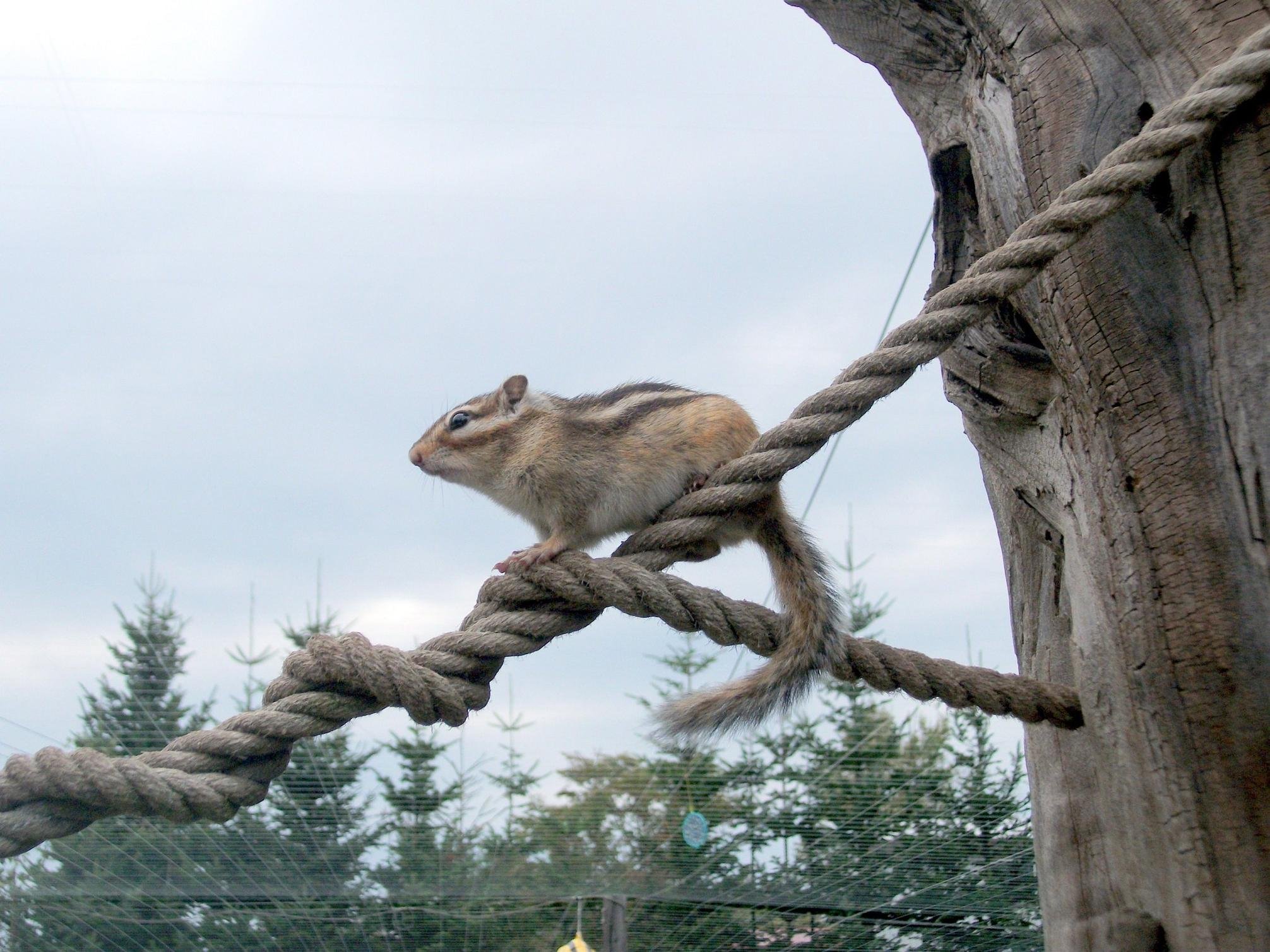 🐿️ 오호츠크 다람쥐 공원(오호츠크 시마리스 코엔) 이미지 1